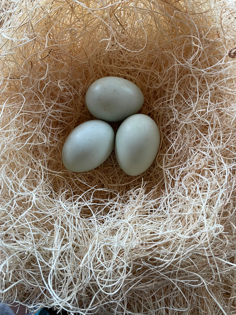 Cream legbar rooster (England)