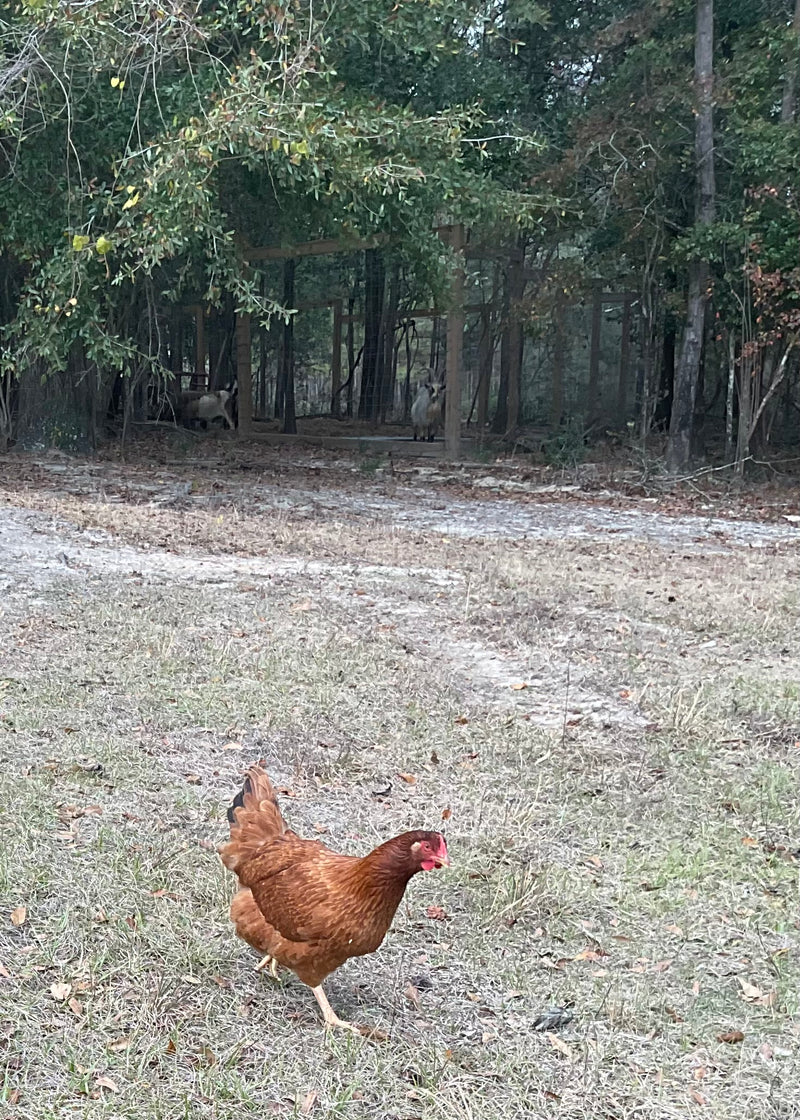 Heritage New Hampshire Reds