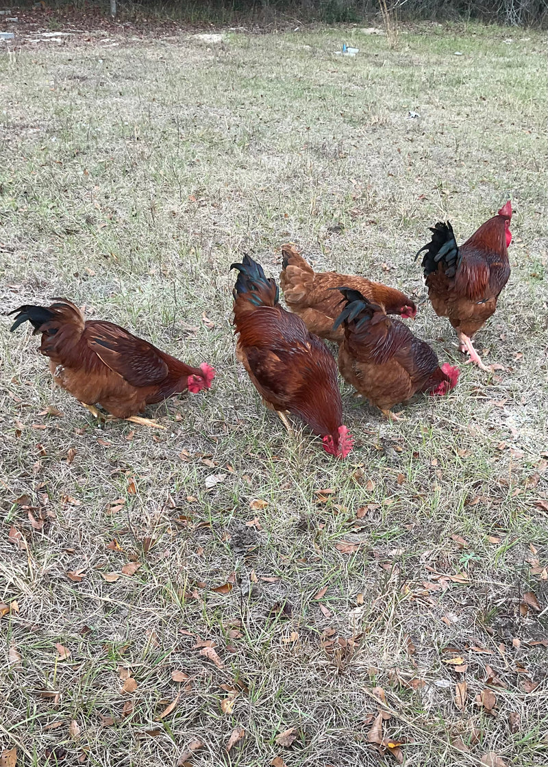 Heritage New Hampshire Reds