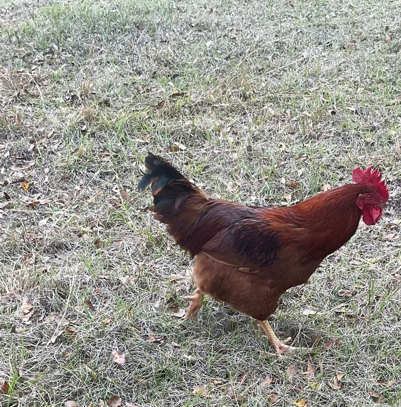 Heritage New Hampshire Reds