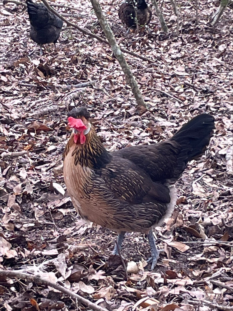 Quail Brabanconne Colonial Wattlesburg