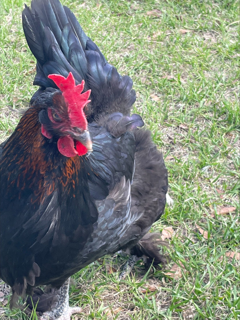 French Champion Black Copper Marans Colonial Wattlesburg