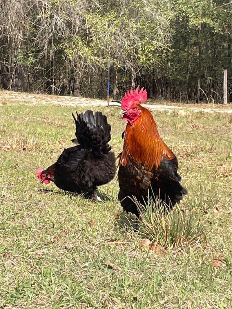 French Champion Black Copper Marans Colonial Wattlesburg