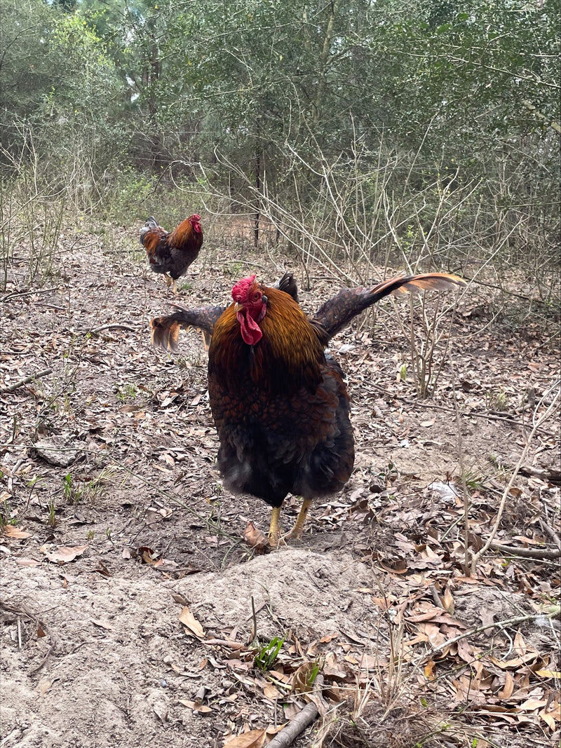 Blue Red Laced Wyandotte’s Colonial Wattlesburg