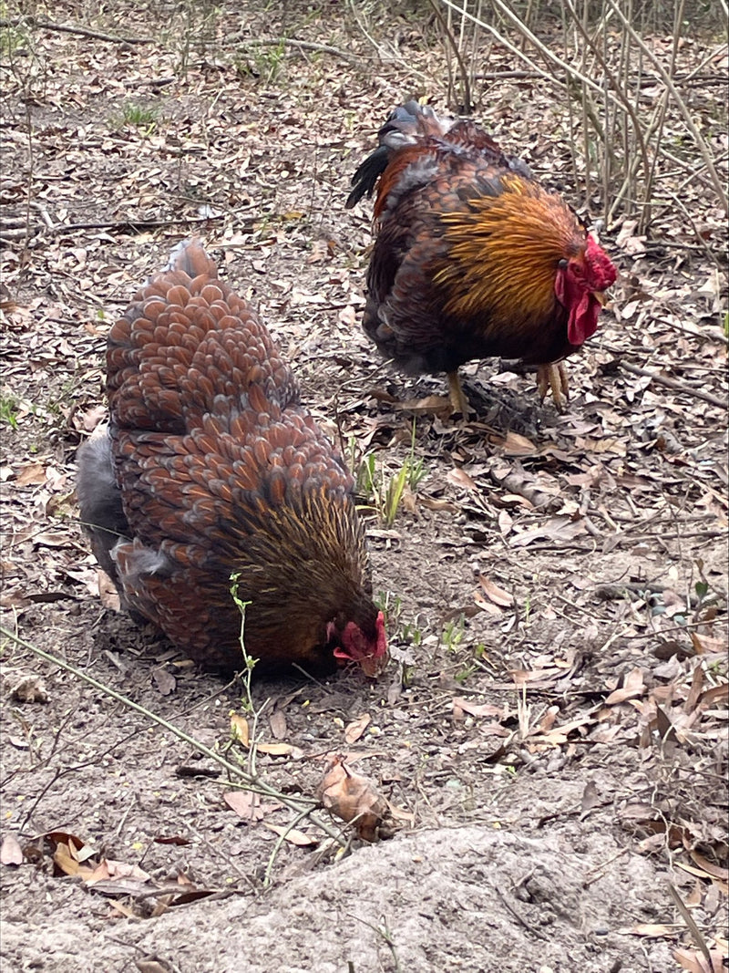 Blue Red Laced Wyandotte’s Colonial Wattlesburg