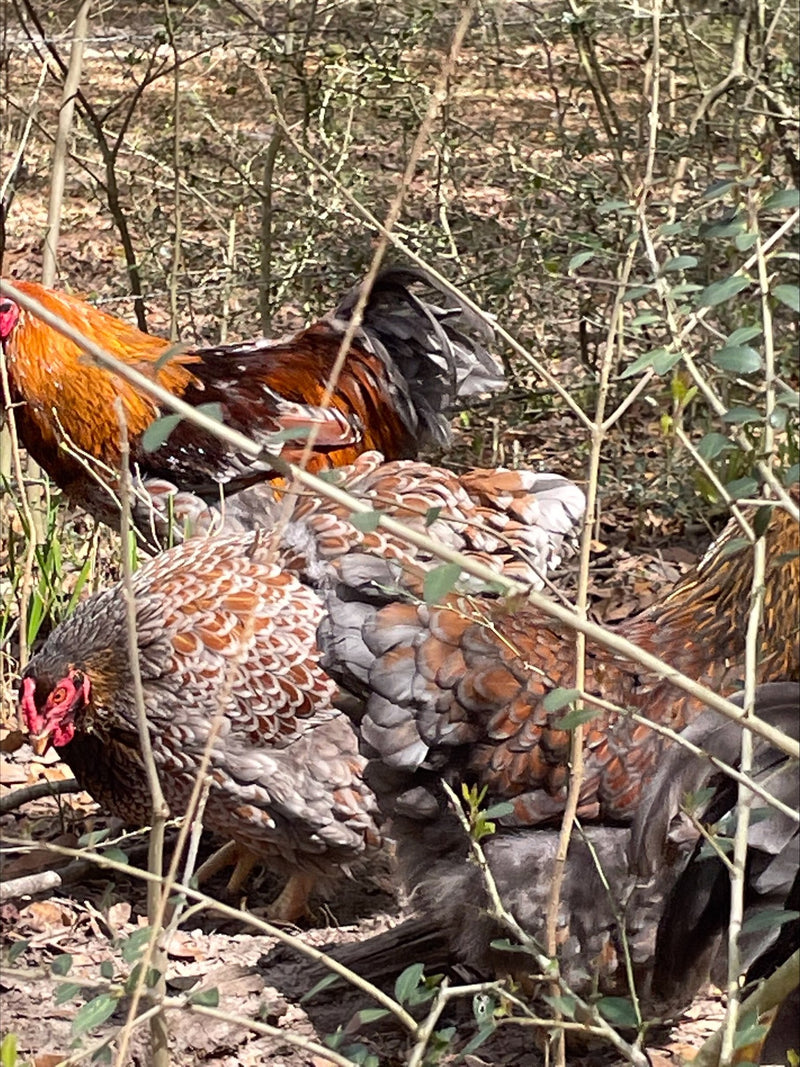 Blue Red Laced Wyandotte’s Colonial Wattlesburg