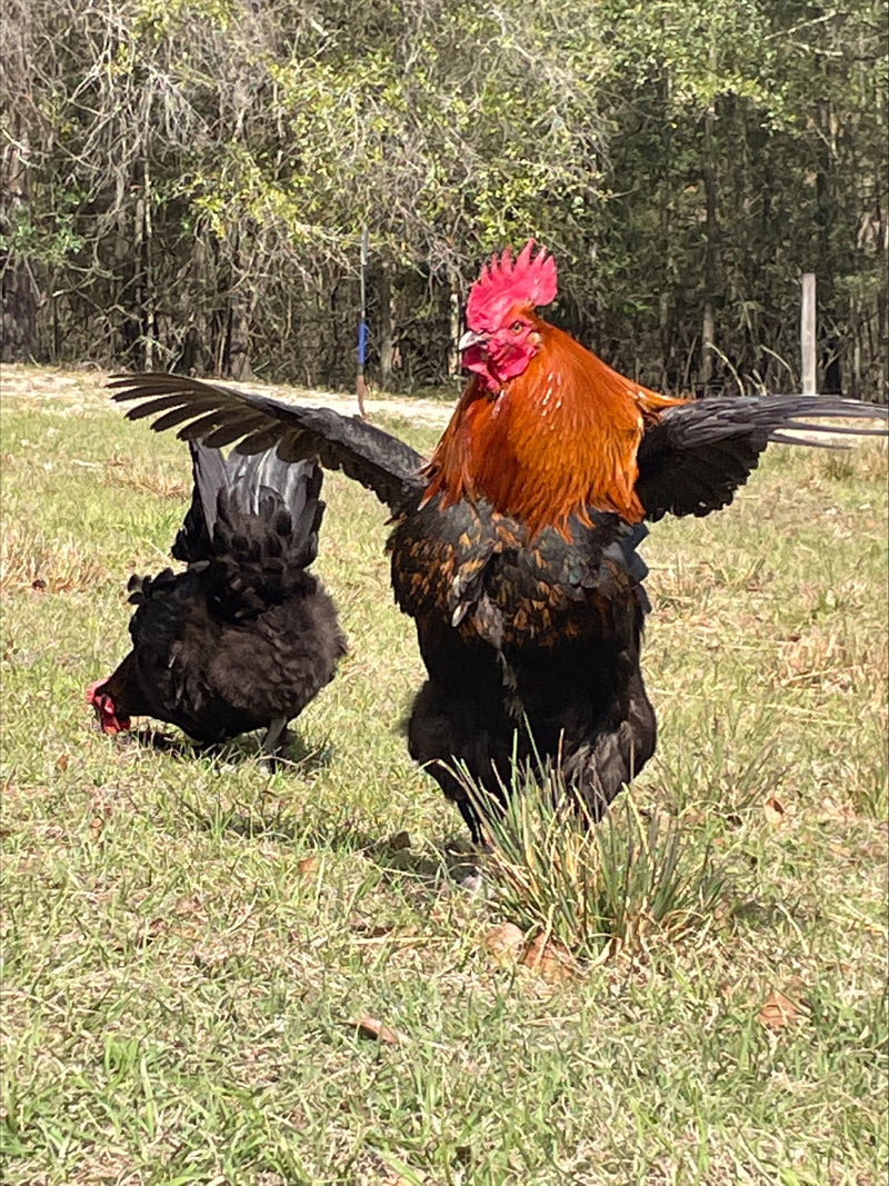 French Champion Black Copper Marans Colonial Wattlesburg