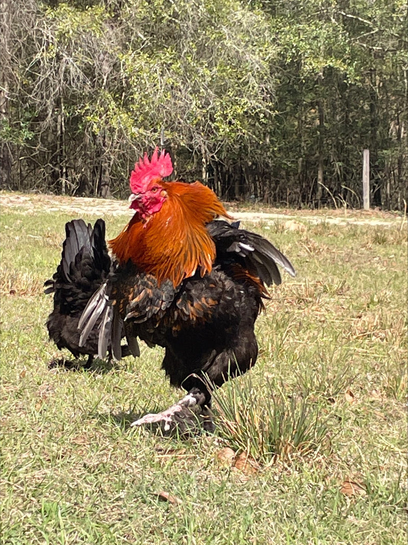 French Champion Black Copper Marans Colonial Wattlesburg