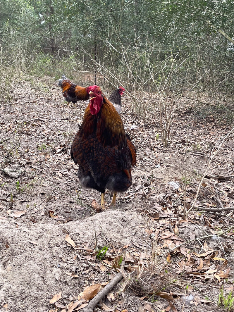 Blue Red Laced Wyandotte’s Colonial Wattlesburg