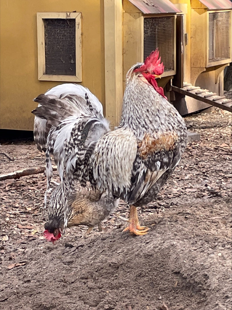 Cream legbar rooster Colonial Wattlesburg