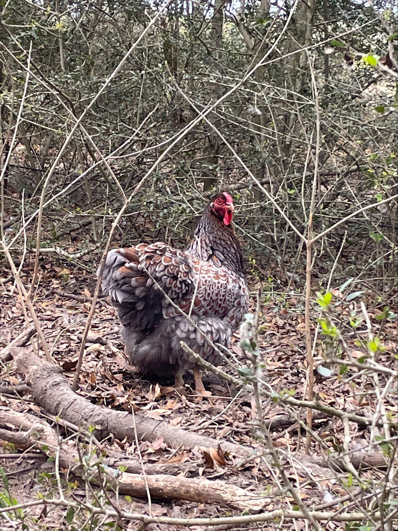 Blue Red Laced Wyandotte’s Colonial Wattlesburg