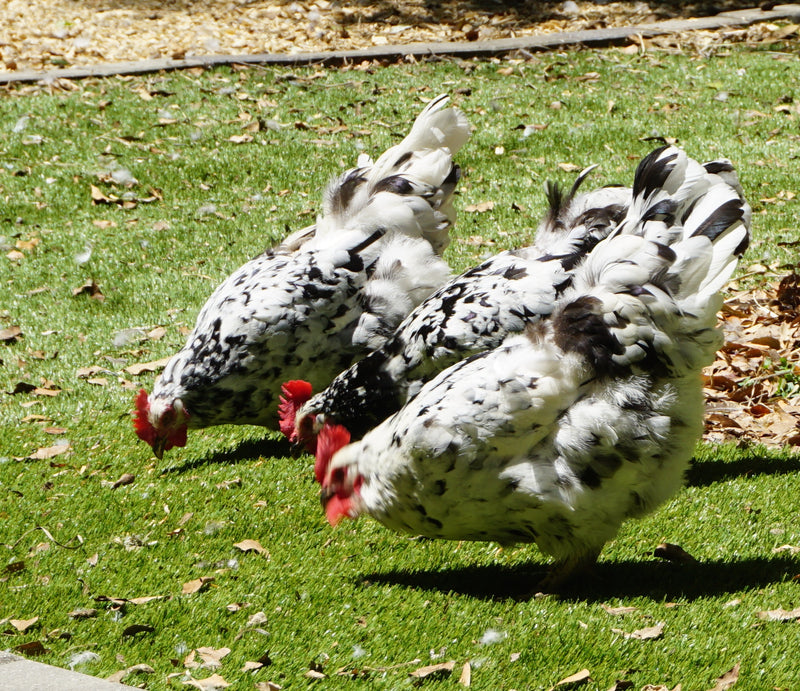 White Orpington  carolina-rare-chicks