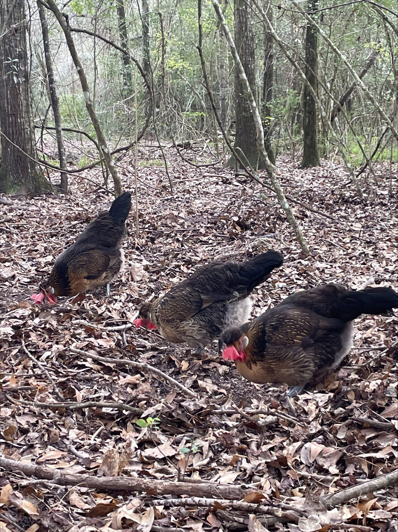 Quail Brabanconne Colonial Wattlesburg