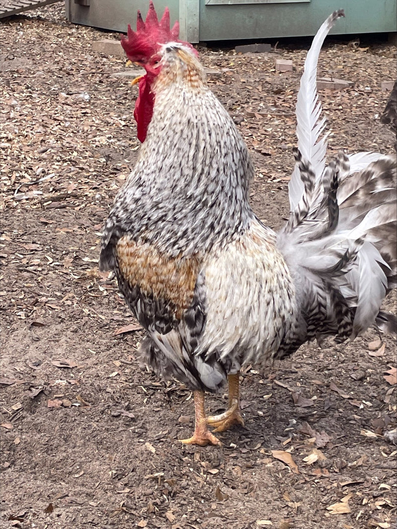 Cream legbar rooster Colonial Wattlesburg