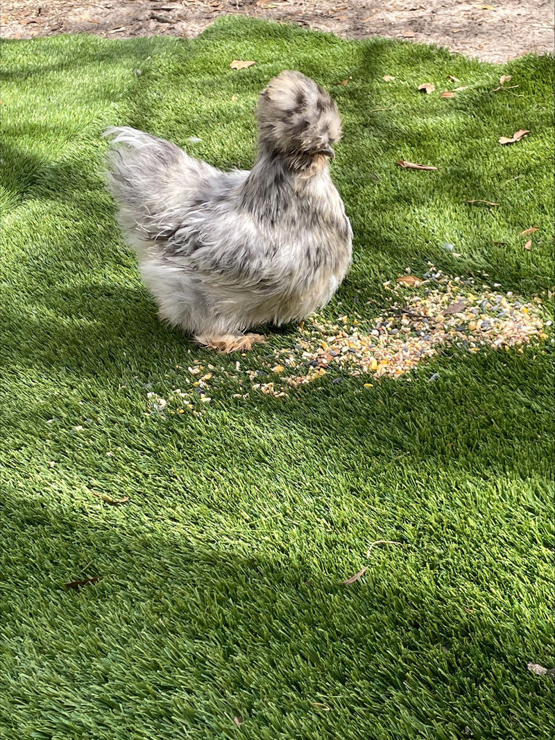 Lavender Silkies Colonial Wattlesburg