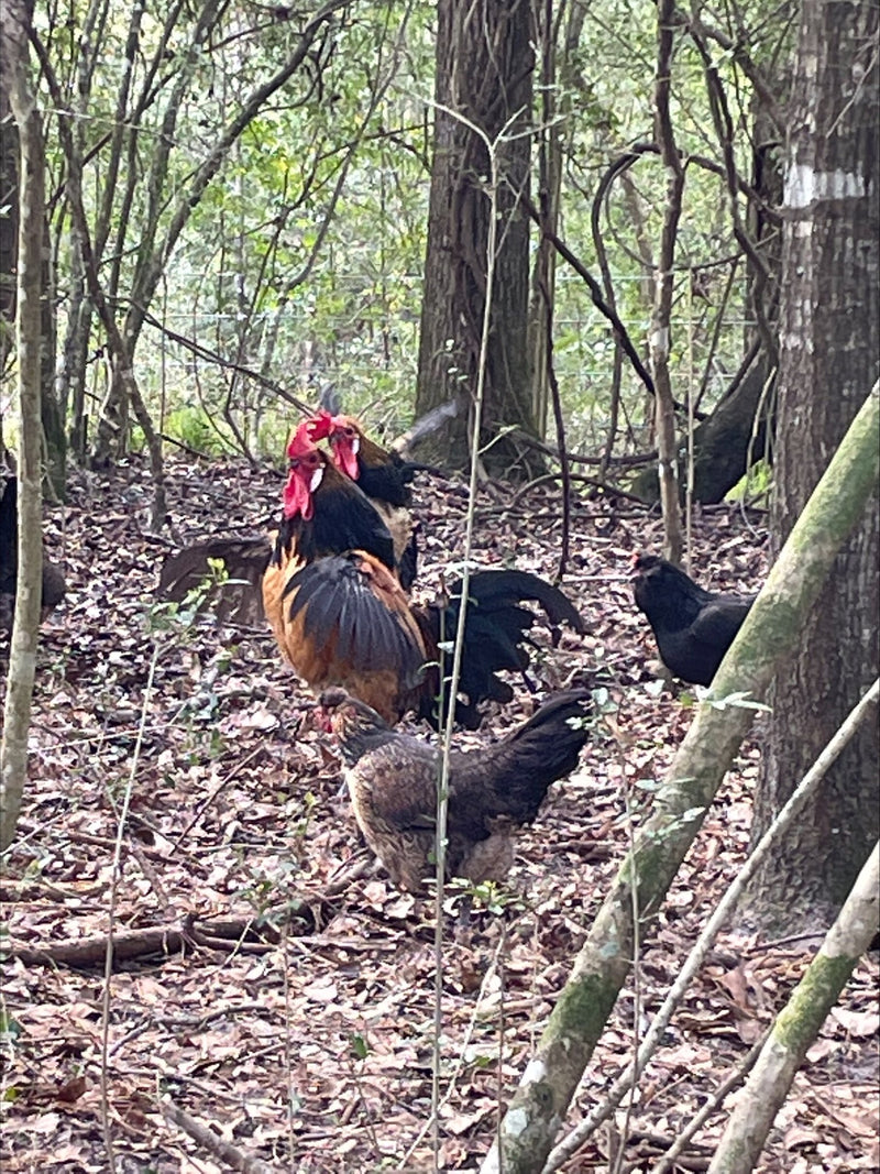 Quail Brabanconne Colonial Wattlesburg