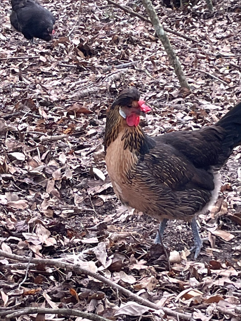 Quail Brabanconne Colonial Wattlesburg